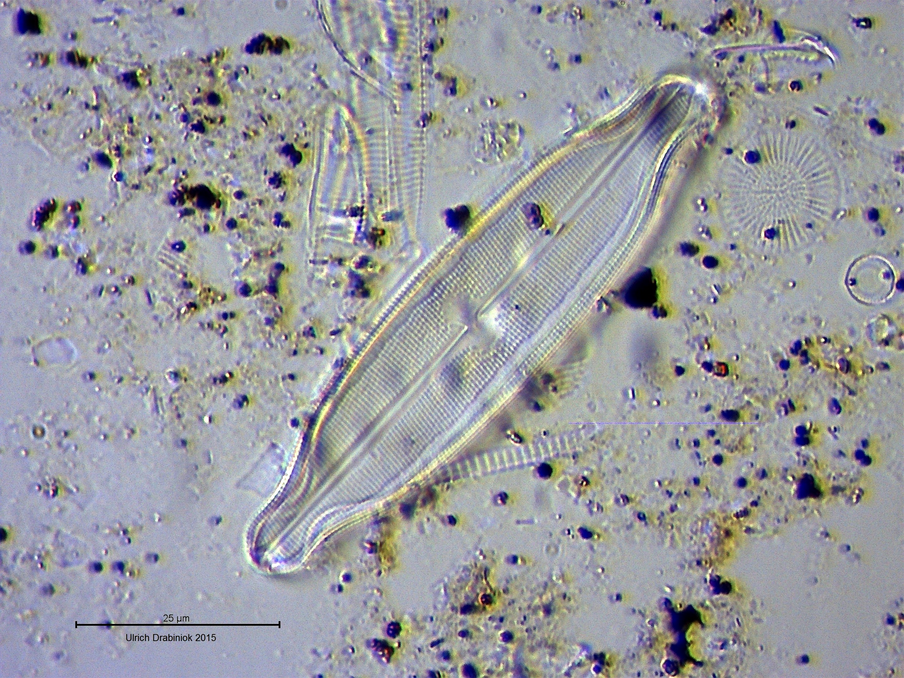 Представитель Семейства Neidiaceae